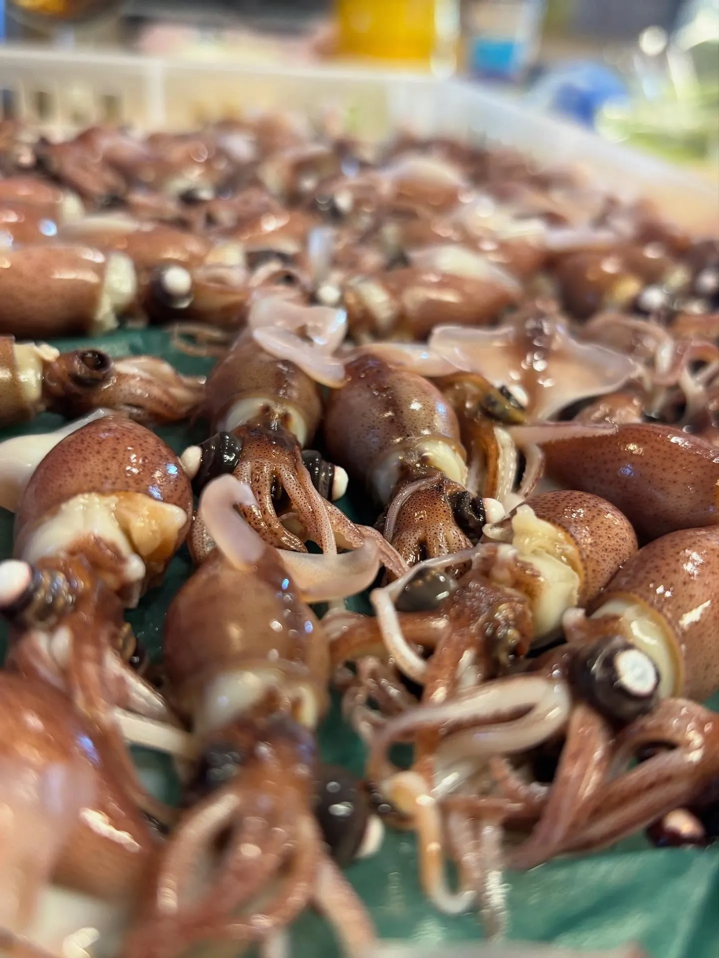 本日も美味しいもの揃えてお待ちしてます！