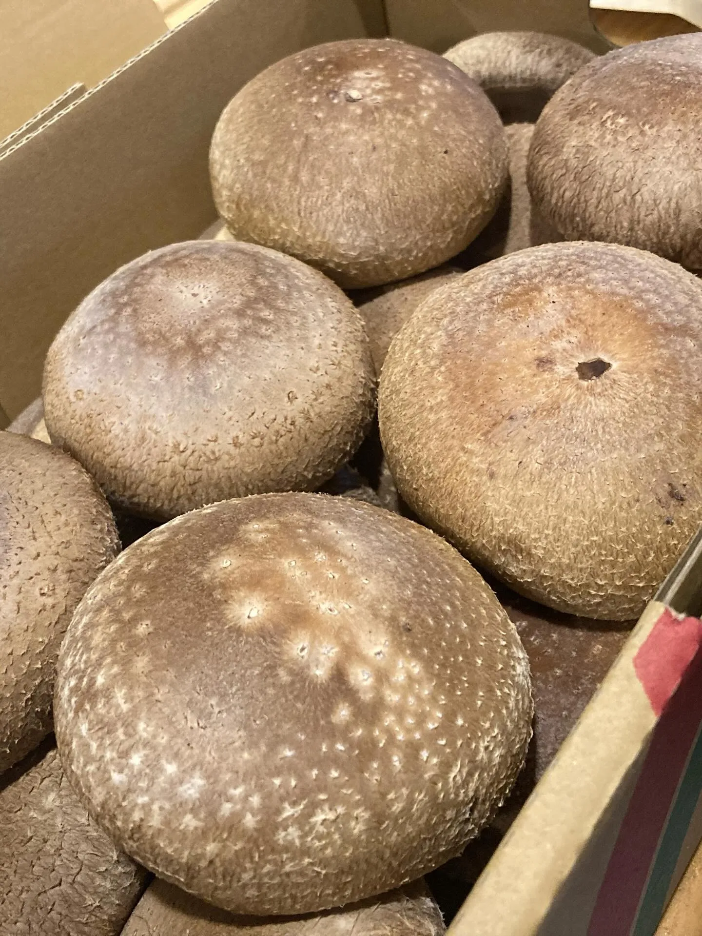 本日も美味しいもの揃えてお待ちしてます！