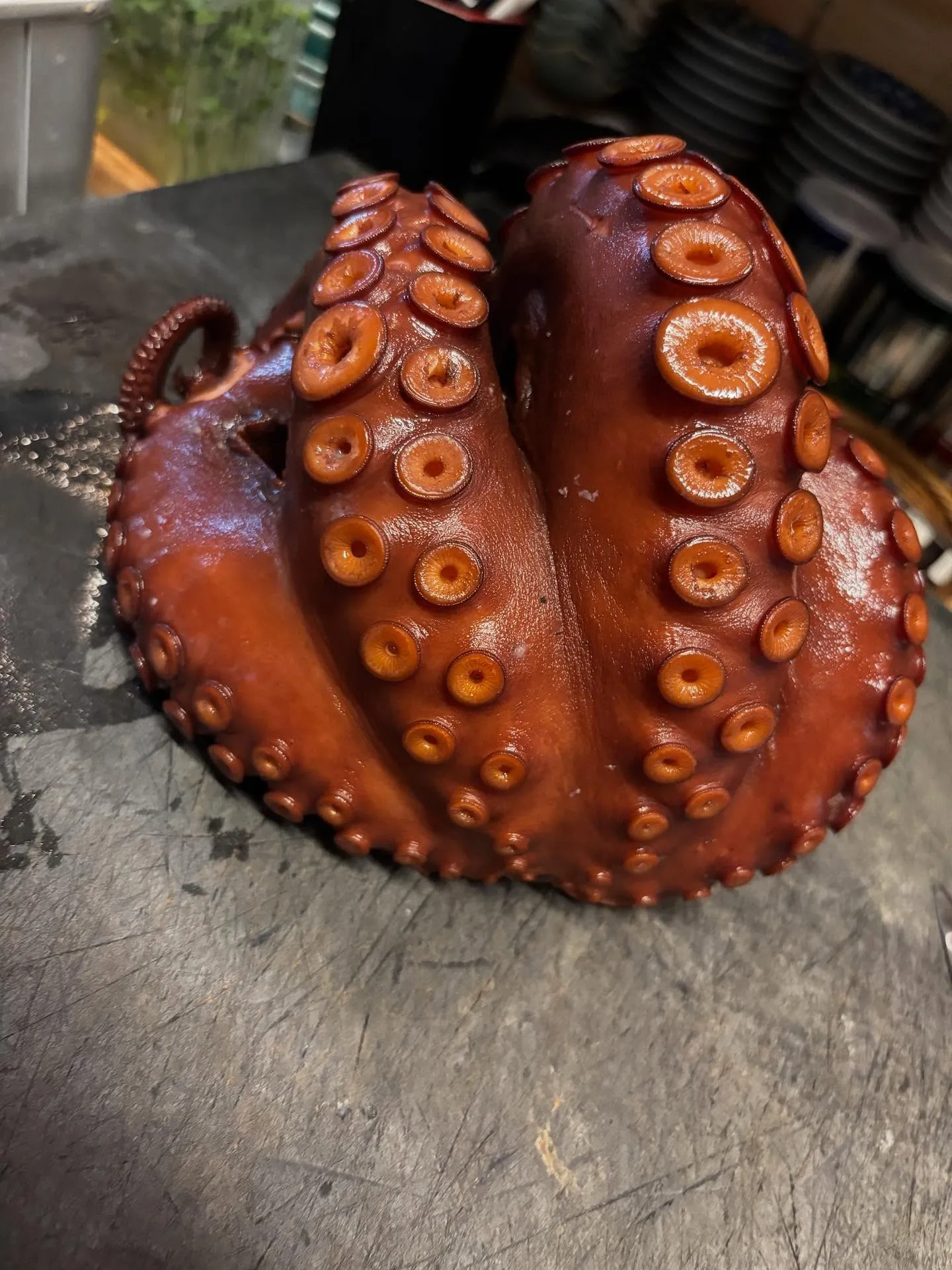 佐島のマダコ🐙