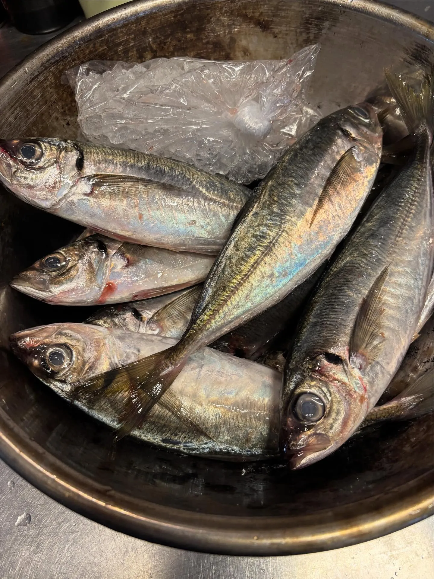 島根県　どんちっち鯵入りました！