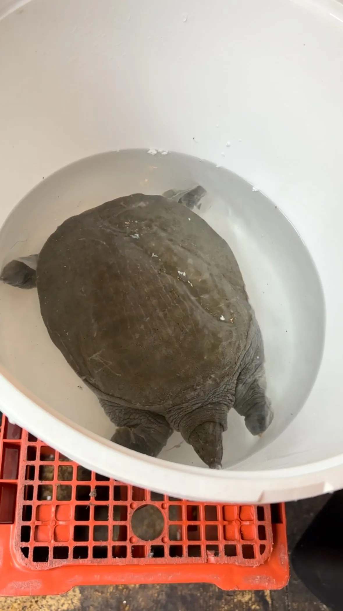 数日ペットのすっぽん🐢